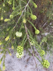 Kunzea glabrescens