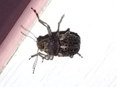 Araecerus fasciculatus