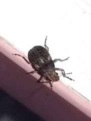 Araecerus fasciculatus