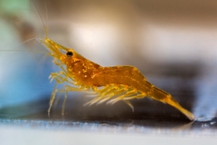 Palaemon antennarius