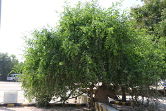 Salvadora persica