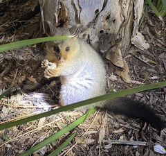 Trichosurus vulpecula
