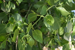 Salvadora persica