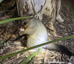 Trichosurus vulpecula