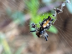 Cyclosa