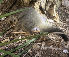 Trichosurus vulpecula