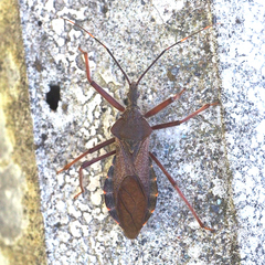 Isyndus obscurus
