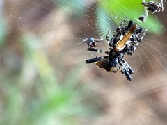 Cyclosa