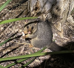 Trichosurus vulpecula