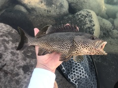 Epinephelus chlorostigma