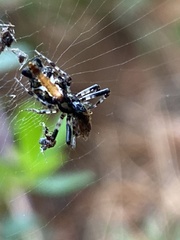 Cyclosa