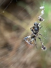 Cyclosa