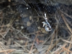 Cyclosa