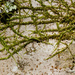 Homalothecium nuttallii - Photo (c) Ken-ichi Ueda, algunos derechos reservados (CC BY)