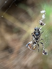 Cyclosa