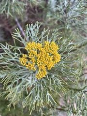 Hymenolepis crithmifolia