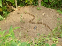 Psammophis