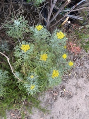 Hymenolepis crithmifolia