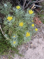 Hymenolepis crithmifolia