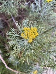 Hymenolepis crithmifolia