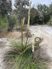 Xanthorrhoea brunonis