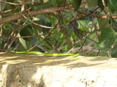 Philothamnus hoplogaster