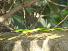 Philothamnus hoplogaster