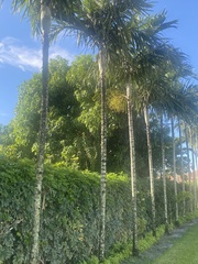 Ptychosperma elegans