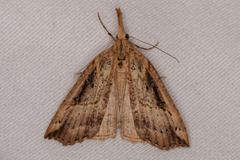 Hypena