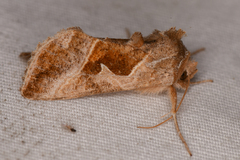 Autographa pasiphaeia