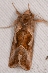Autographa pasiphaeia