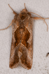 Autographa pasiphaeia