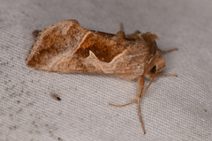 Autographa pasiphaeia