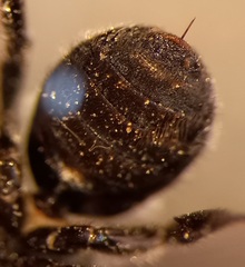 Osmia gallarum