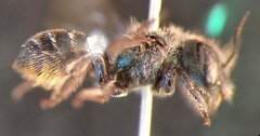 Osmia gallarum