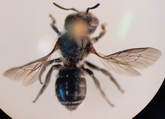 Osmia gallarum