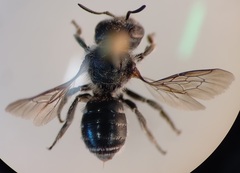 Osmia gallarum