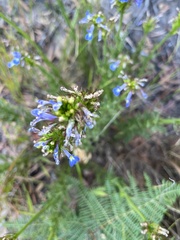 Lobelia comosa