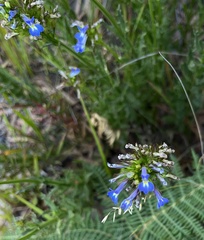 Lobelia comosa