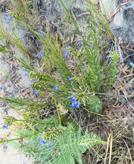 Lobelia comosa