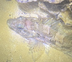 Chironemus marmoratus