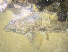 Chironemus marmoratus