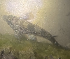 Chironemus marmoratus