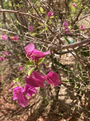 Bougainvillea