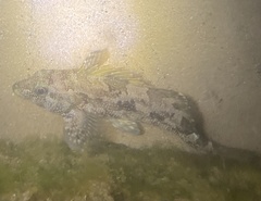 Chironemus marmoratus