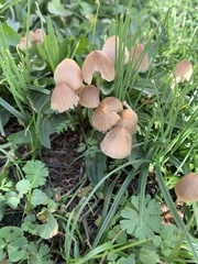Coprinellus disseminatus