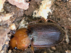 Amphasia interstitialis