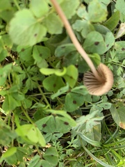 Coprinellus disseminatus