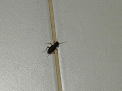 Cicindelinae
