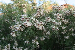 Pandorea doratoxylon